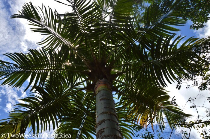 Palm tree collection at Wilson Botanical Garden