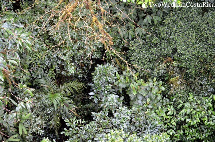 Canopy View at the Monteverde Cloud Forest Reserve 