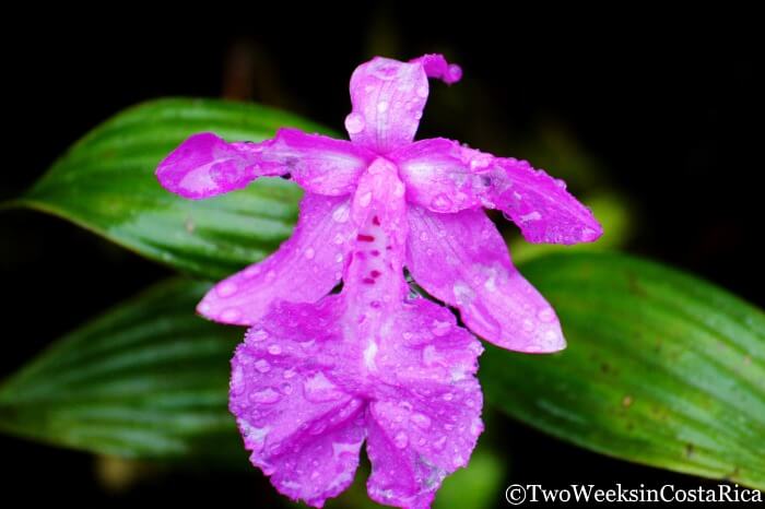 Orchid at the Monteverde Cloud Forest Reserve