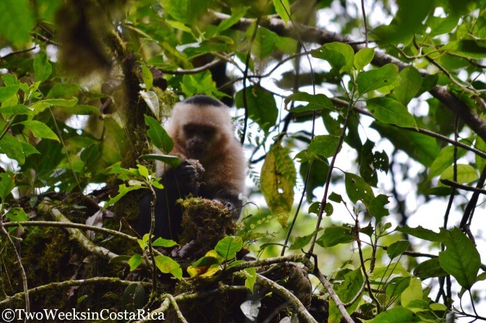 White-faced Monkey at the Monteverde Cloud Forest Reserve