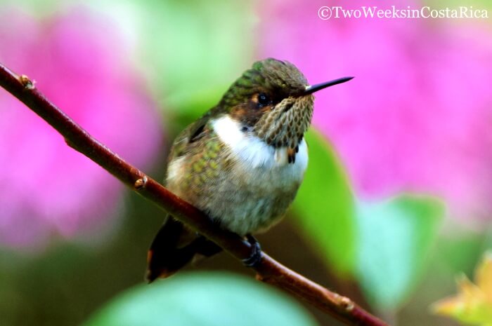 Things to Do in San Gerardo de Dota, Costa Rica - Birding