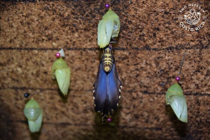 Butterfly Hatching Rainforest Adventures Jaco