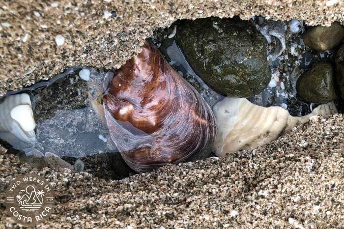 Exotic shells at Playa Avellanas