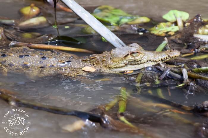 A baby crocodile in Guanacaste