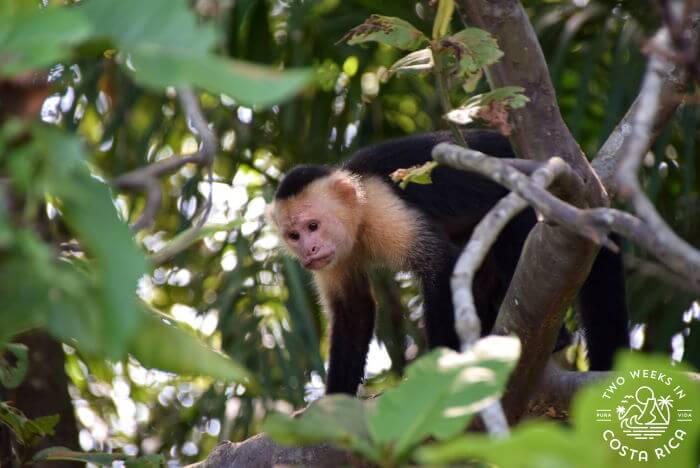 A white-faced monkey in Palo Verde