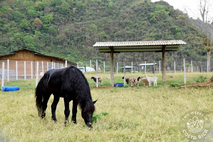 Percheron Horse