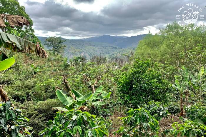 Mountain Views Orosi Valley