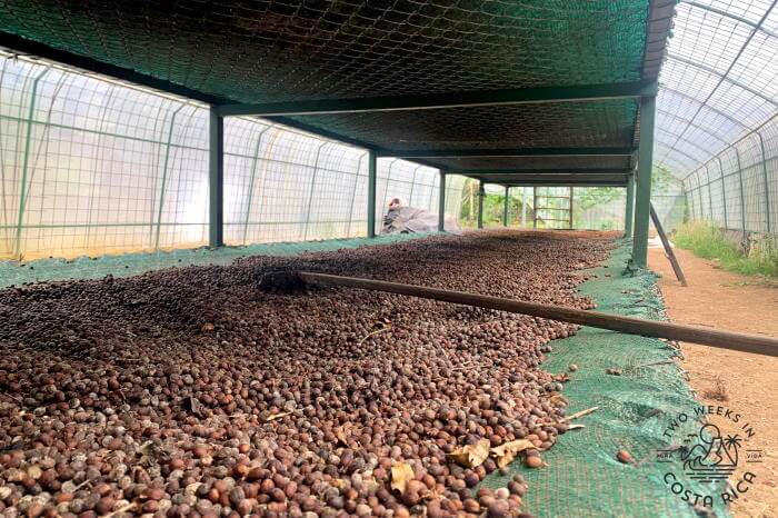 Coffee Drying Greenhouse Costa Rica