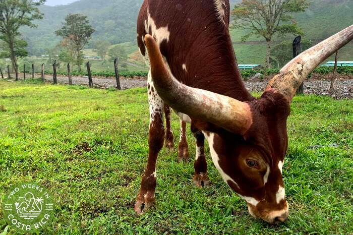 Cattle grazing Orosi