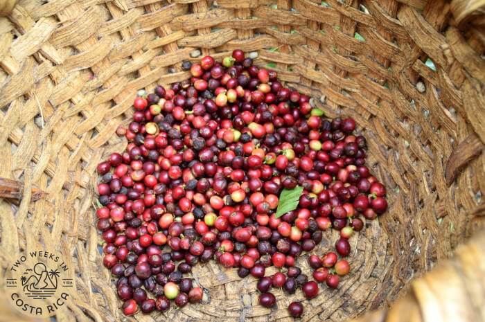 Coffee Cherries Orosi