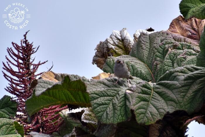 Volcano Junco Irazu Volcano