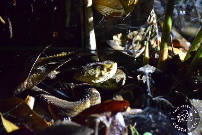 Fer-de-lance Arenal night tour