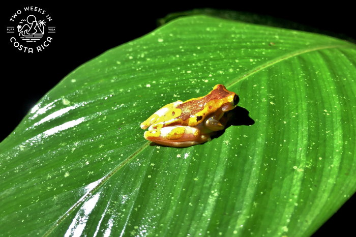 Hourglass Tree Frog La Fortuna