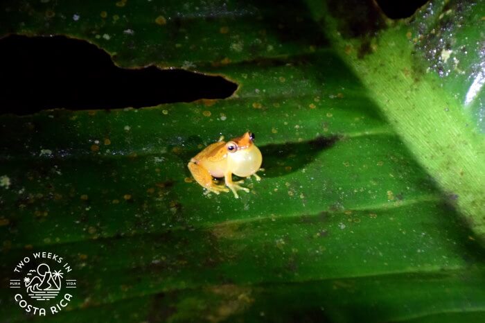 Arenal Oasis Night Tour