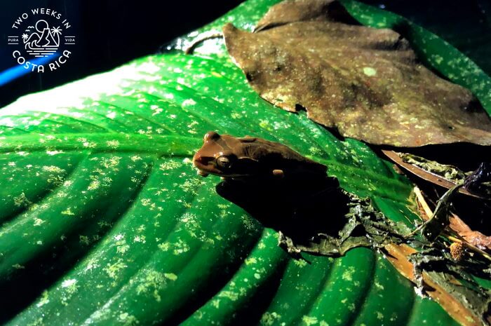 Mexican Tree Frog La Fortuna