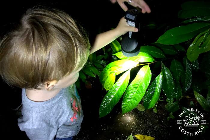 Night Tour with kids Arenal