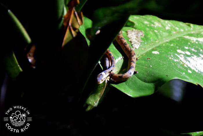 Cat-eyed snake La Fortuna