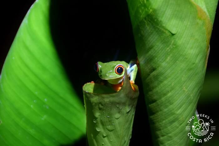 red-eyed tree frog La Fortuna