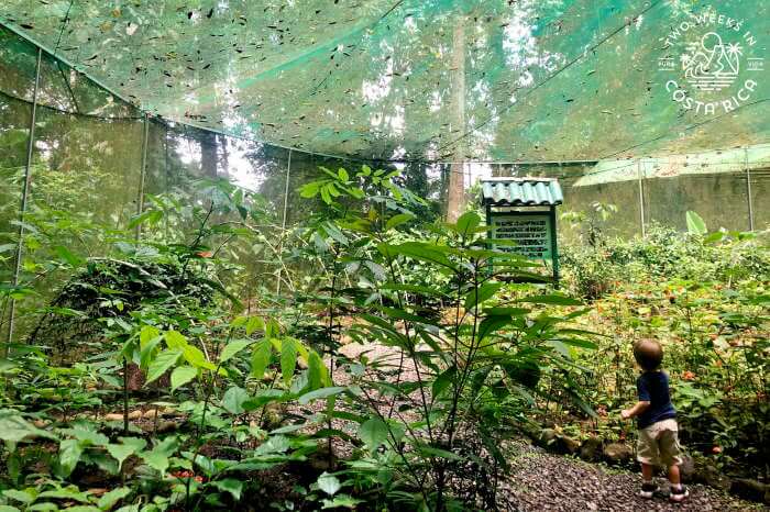 Mariposario Ecocentro Danaus