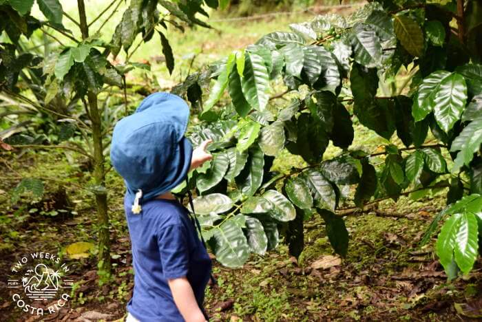 Kid-friendly North Fields Coffee Tour