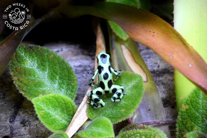 Poison Dart Frog Arenal