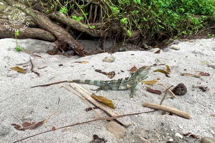 Wildlife Playa Mantas