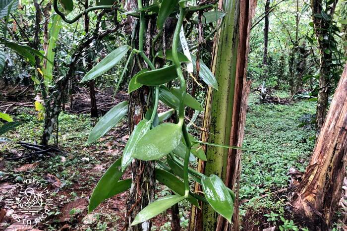 Vanilla vine