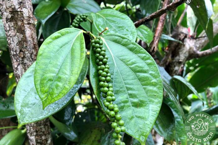 Peppercorns growing at Villa Vanilla Rainforest Spices