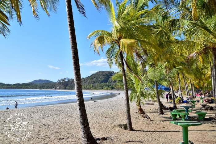 Palm Trees Playa Carrillo