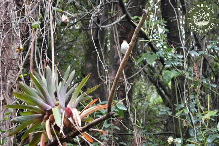 Forest Near Poas Volcano