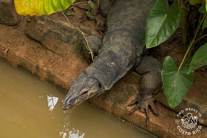 Black water monitor