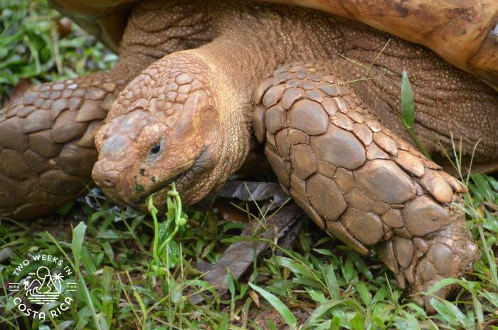 Land tortoise