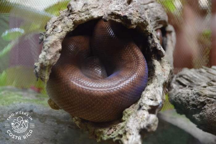 rainbow boa