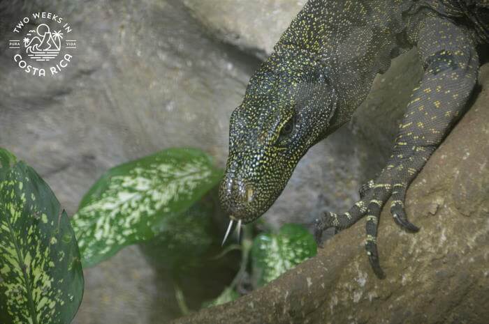 Reptilandia Park Dominical