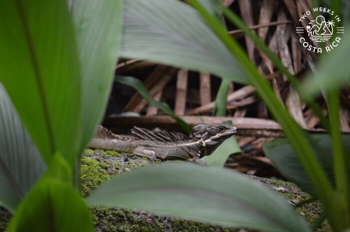 basilisk lizard Manuel Antonio