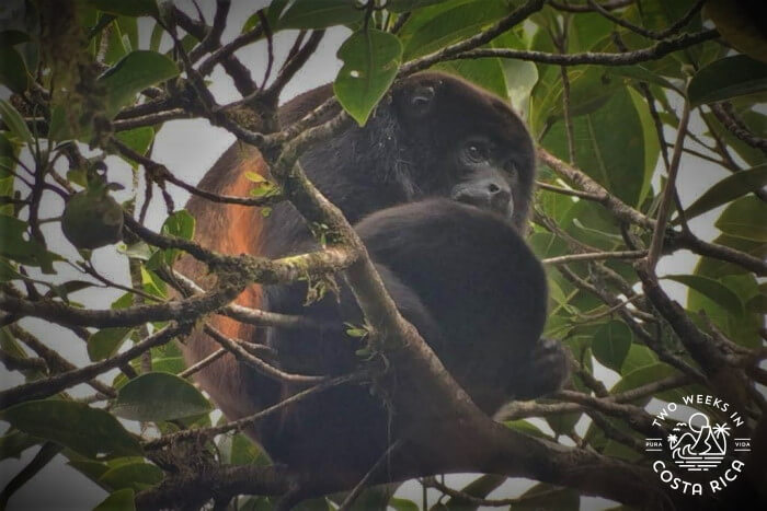 Howler Monkey