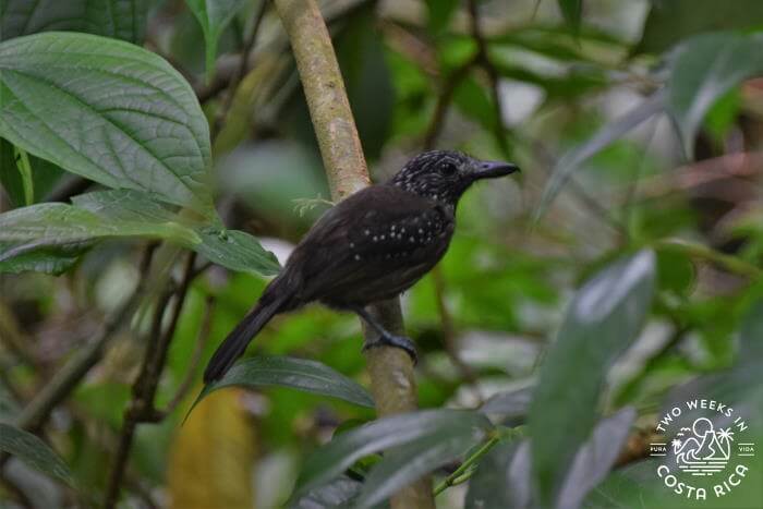 black-hooded antshrike Manuel Antonio National Park