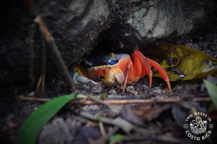 Halloween Crab Manuel Antonio