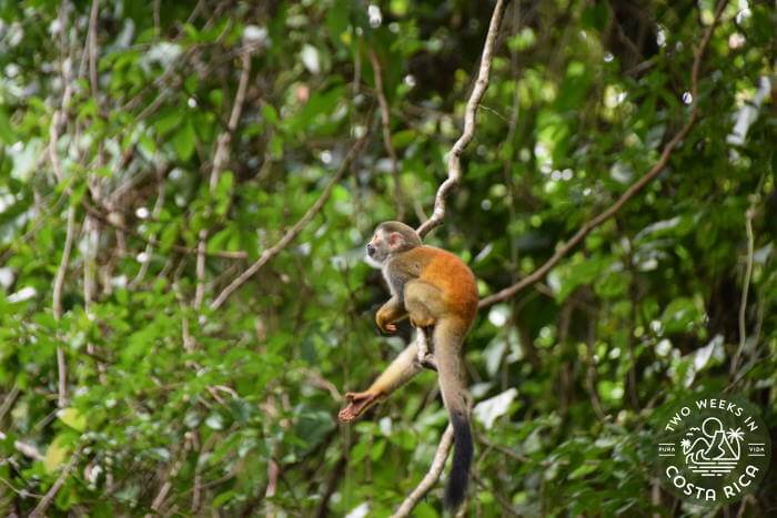 Squirrel Monkey