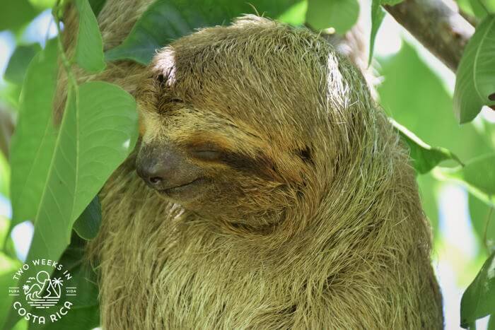 Three-Toed Sloth