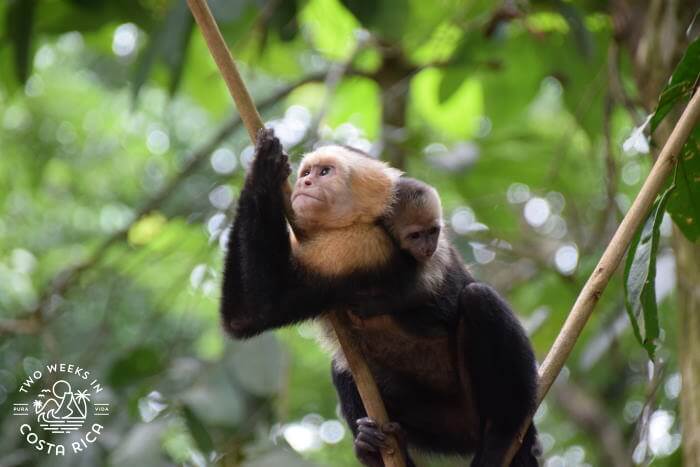 White-faced capuchin monkey