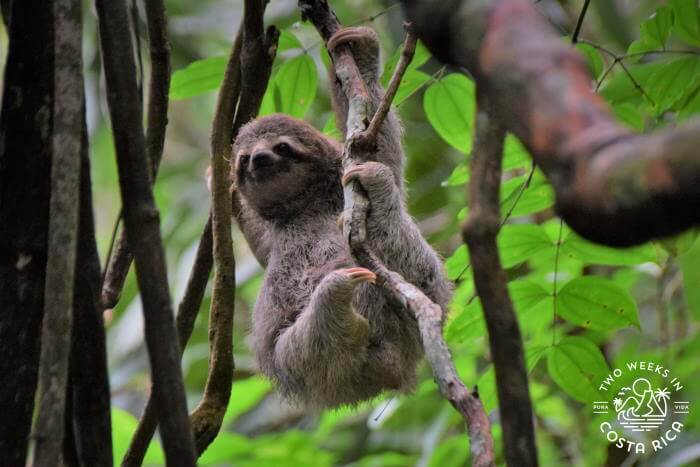 Wildlife Viewing Manuel Antonio National Park