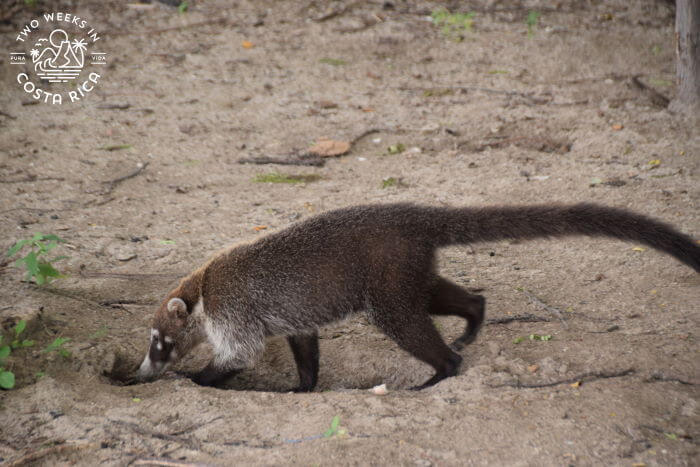 Coati Nacascolo Beach