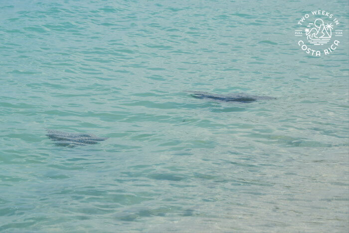 Eagle Rays Playa Penca