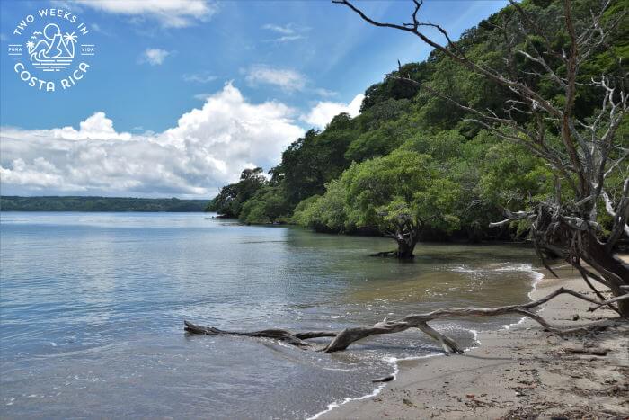 Mangroves Playa Nacascolo