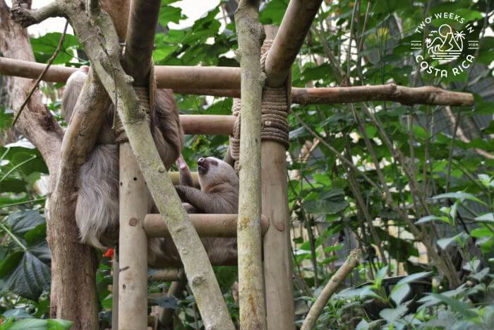 Ladder Sloth Sanctuary