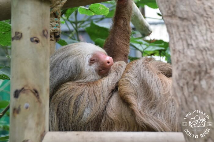 Sloth Sanctuary Selvatura