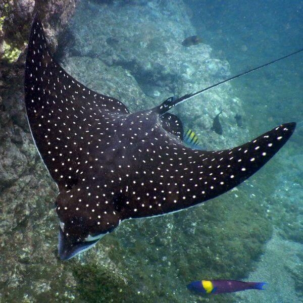 Eagle Ray Costa Rica