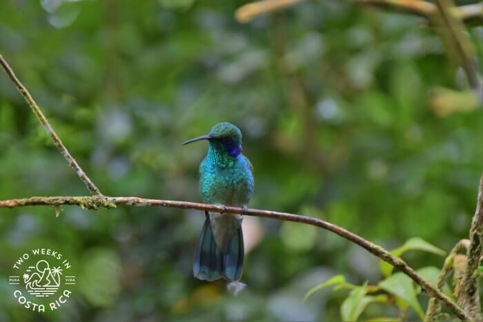 Lesser Violetear