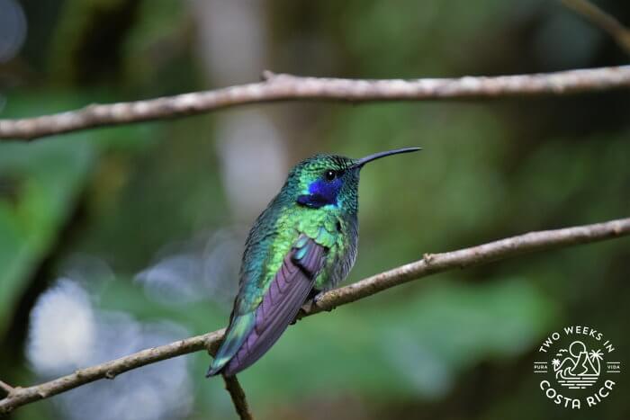 Monteverde Hummingbird Gallery